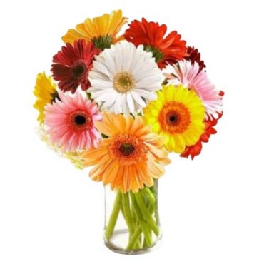 Arrangement of 12 Mixed Gerberas Bunch of 12